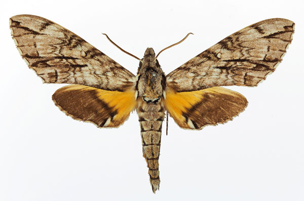 /filer/webapps/moths/media/images/J/jasmini_Panogena_AM_Basquin_03.jpg