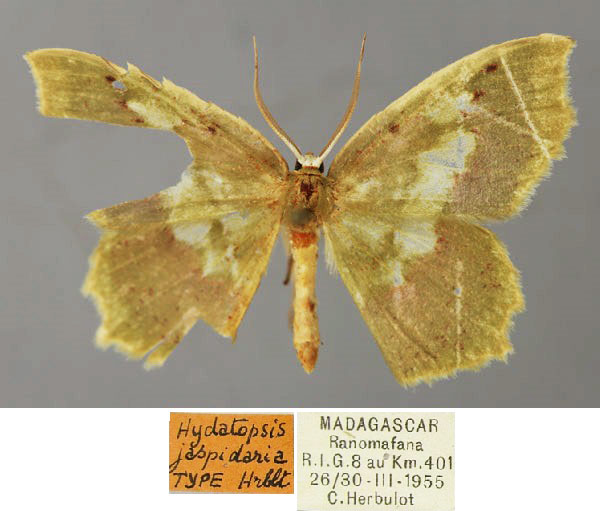 /filer/webapps/moths/media/images/J/jaspidaria_Hydatopsis_HT_ZSM_01.jpg