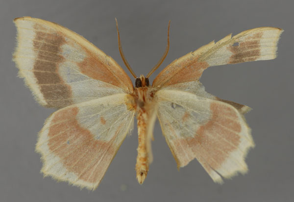 /filer/webapps/moths/media/images/J/jaspidaria_Hydatopsis_HT_ZSM_02.jpg