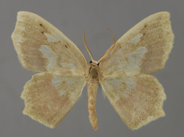 /filer/webapps/moths/media/images/J/jaspidaria_Hydatopsis_PT_ZSM_01.jpg