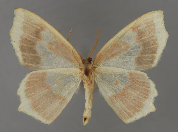 /filer/webapps/moths/media/images/J/jaspidaria_Hydatopsis_PT_ZSM_02.jpg