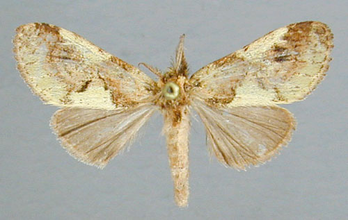 /filer/webapps/moths/media/images/J/jaspidea_Boscawenia_A_RMCA_02.jpg