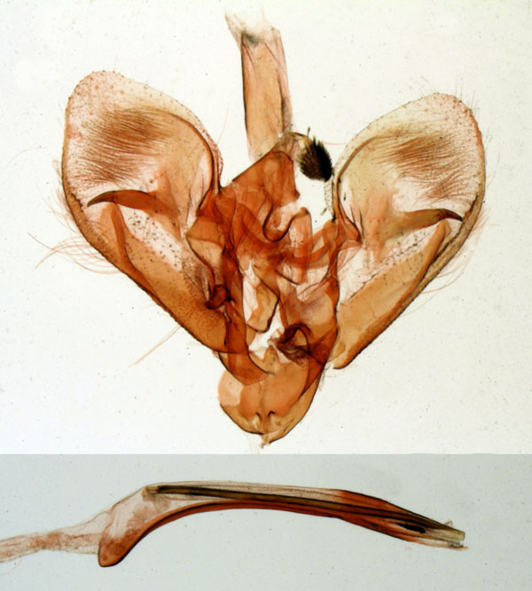 /filer/webapps/moths/media/images/J/jeannelalis_Polygrammodes_GMHT_MNHN_2958.jpg