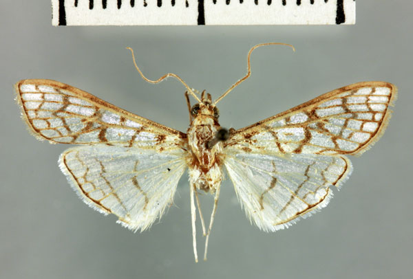 /filer/webapps/moths/media/images/J/jeannelalis_Polygrammodes_HT_MNHN.jpg