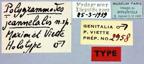/filer/webapps/moths/media/images/J/jeannelalis_Polygrammodes_HT_MNHNl.jpg