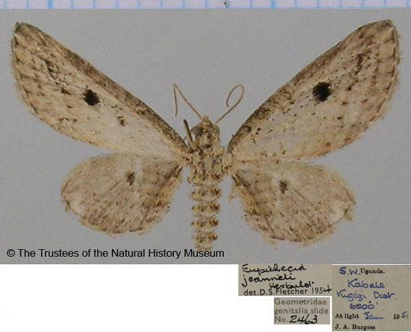 /filer/webapps/moths/media/images/J/jeanneli_Eupithecia_AF_BMNH.jpg
