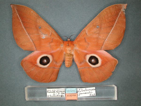 /filer/webapps/moths/media/images/J/jeanneli_Lobobunaea_AT_RMCA_01.jpg