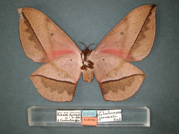/filer/webapps/moths/media/images/J/jeanneli_Lobobunaea_AT_RMCA_02.jpg