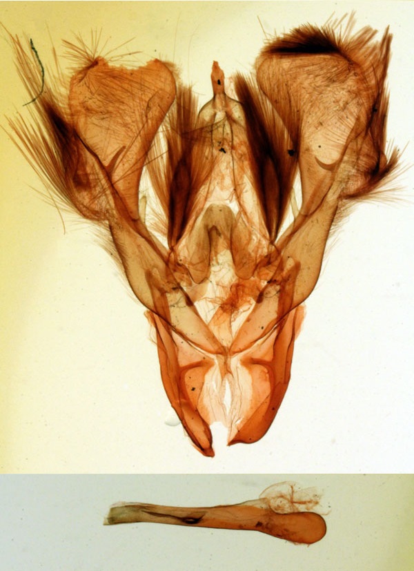 /filer/webapps/moths/media/images/J/jeanneli_Prominea_GMHT_MNHN_2731.jpg