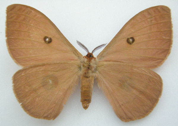 /filer/webapps/moths/media/images/J/jebbae_Nudaurelia_HT_NHMUKb.jpg