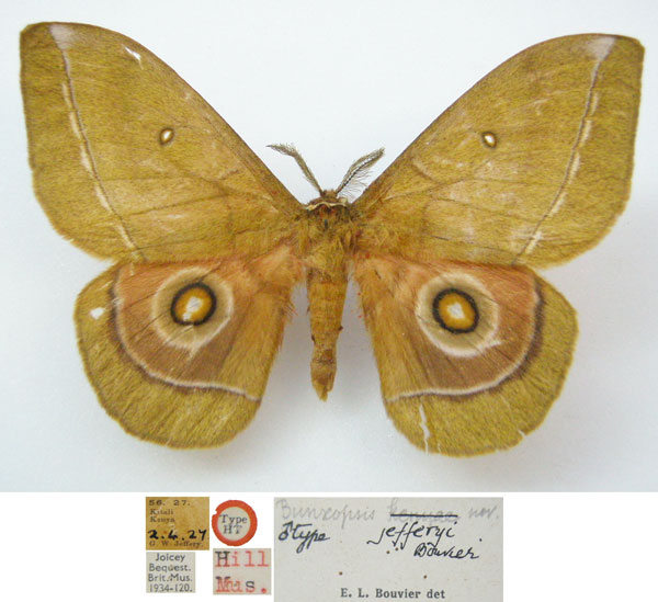 /filer/webapps/moths/media/images/J/jefferyi_Bunaeopsis_HT_NHMUKa.jpg