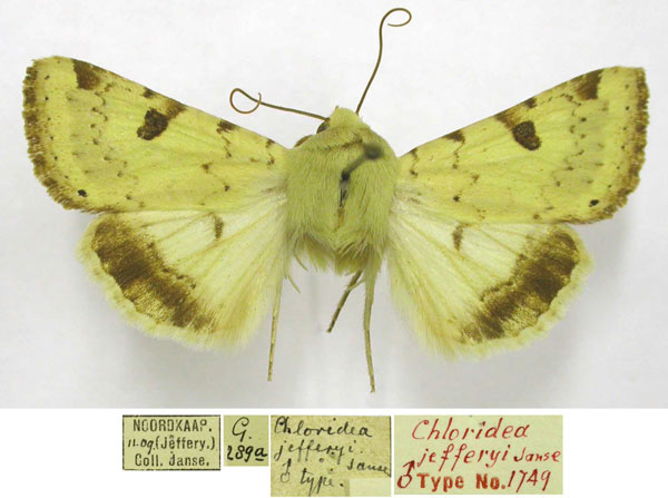 /filer/webapps/moths/media/images/J/jefferyi_Chloridea_HT_TMSA.jpg