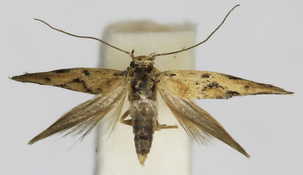 /filer/webapps/moths/media/images/J/jemenensis_Scythris_PT_Bengtsson.jpg