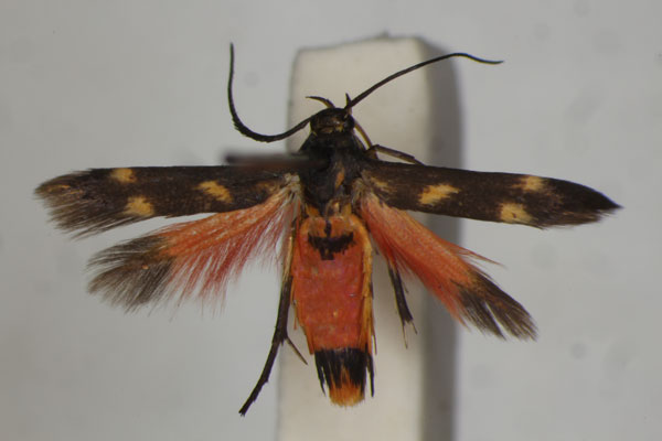 /filer/webapps/moths/media/images/J/jemensis_Eretmocera_A_BMNH.jpg