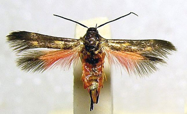 /filer/webapps/moths/media/images/J/jemensis_Eretmocera_A_BMNH_01.jpg