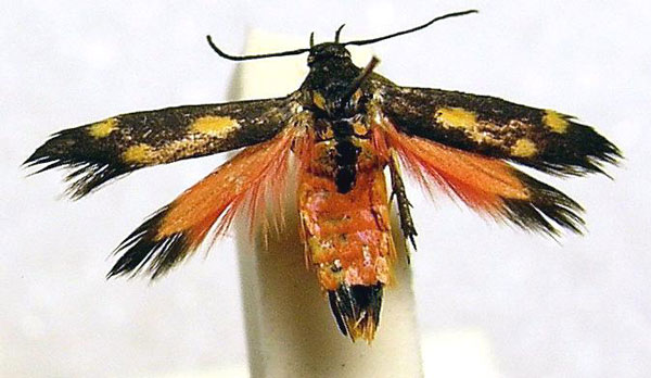 /filer/webapps/moths/media/images/J/jemensis_Eretmocera_A_BMNH_02.jpg