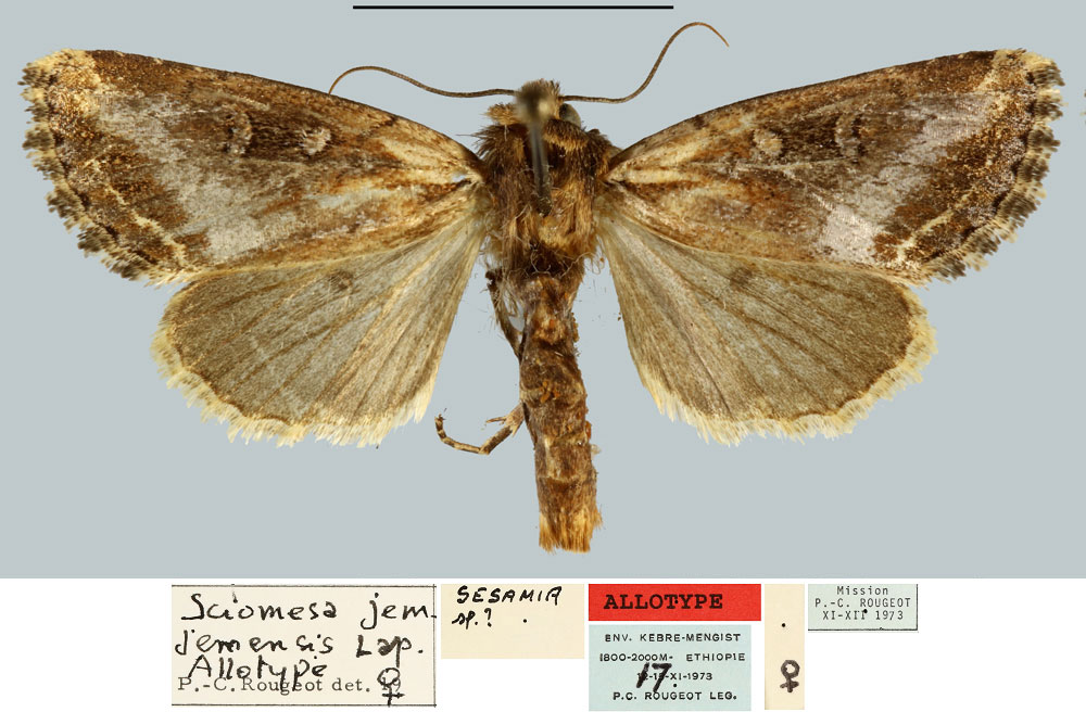 /filer/webapps/moths/media/images/J/jemjemensis_Sciomesa_AT_MNHN.jpg