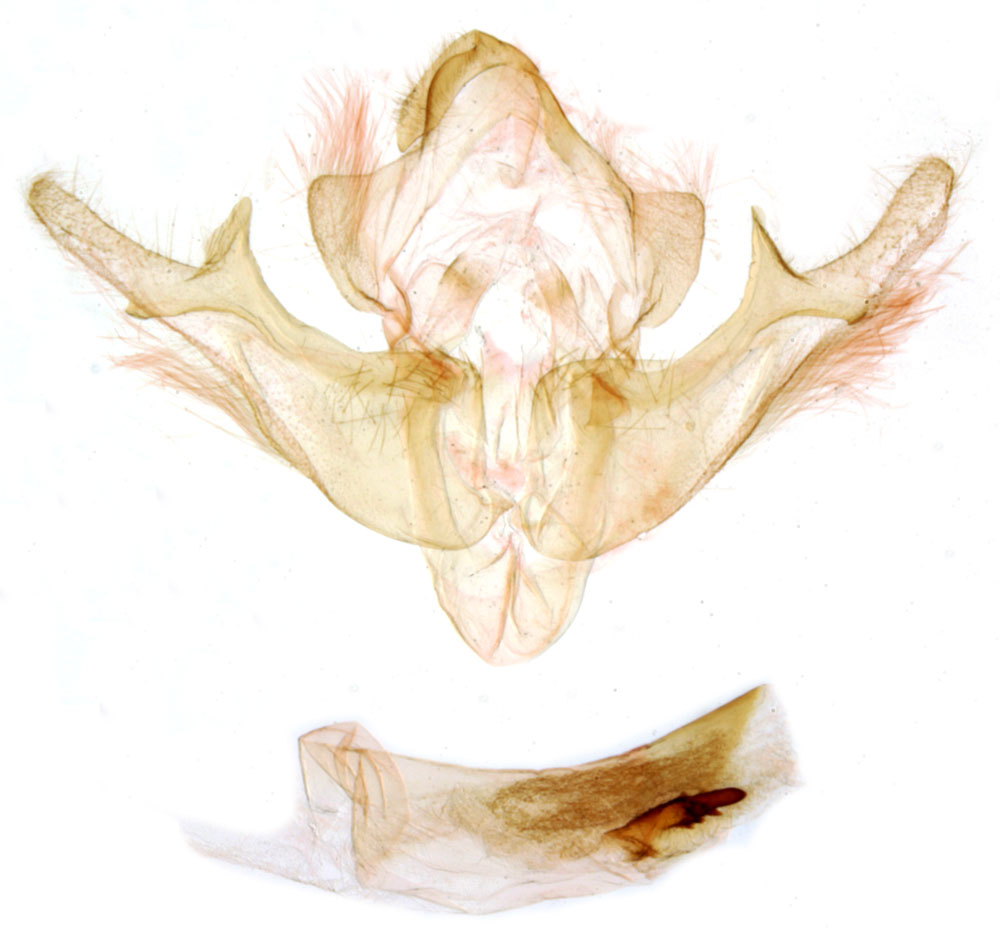 /filer/webapps/moths/media/images/J/jemjemensis_Sciomesa_GMHT_MNHN_984.jpg