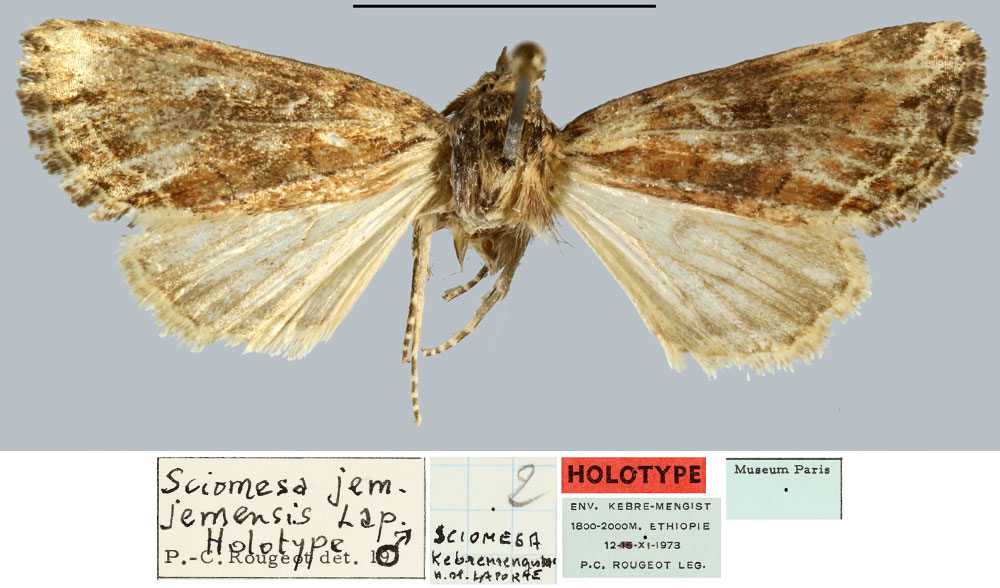 /filer/webapps/moths/media/images/J/jemjemensis_Sciomesa_HT_MNHN.jpg