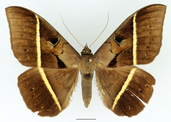 /filer/webapps/moths/media/images/J/joa_Cyligramma_A_Basquin_01.jpg