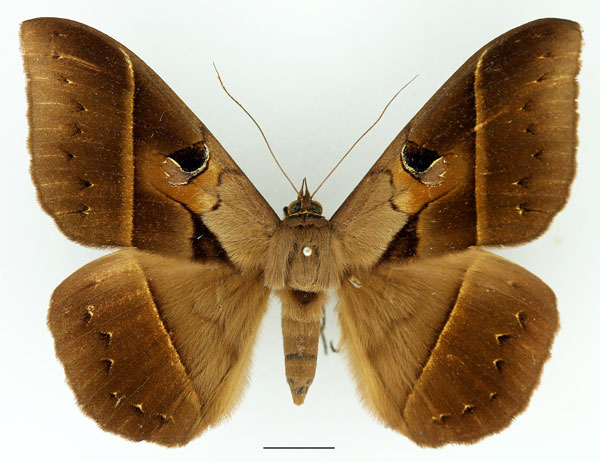 /filer/webapps/moths/media/images/J/joa_Cyligramma_A_Basquin_03.jpg