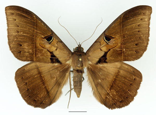 /filer/webapps/moths/media/images/J/joa_Cyligramma_A_Basquin_04.jpg