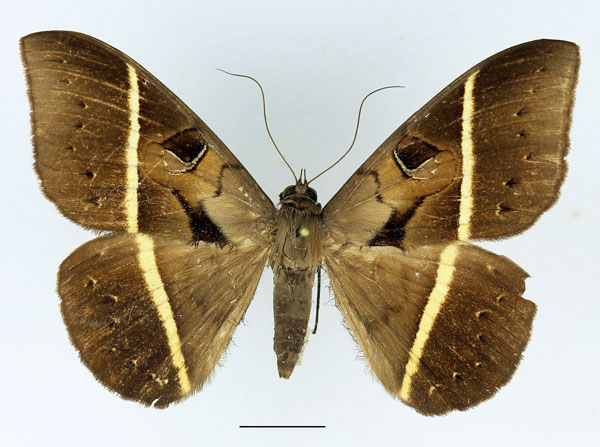 /filer/webapps/moths/media/images/J/joa_Cyligramma_A_Basquin_05.jpg
