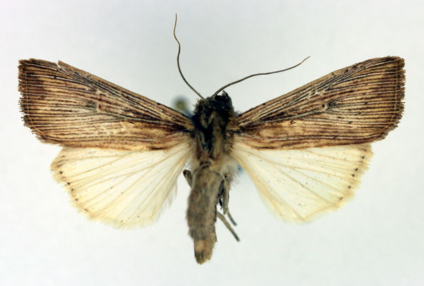 /filer/webapps/moths/media/images/J/joannisi_Leucania_AF_Aulombard.jpg