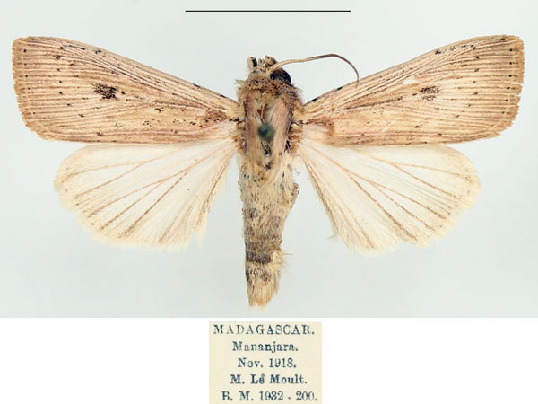 /filer/webapps/moths/media/images/J/joannisi_Leucania_AF_BMNH.jpg