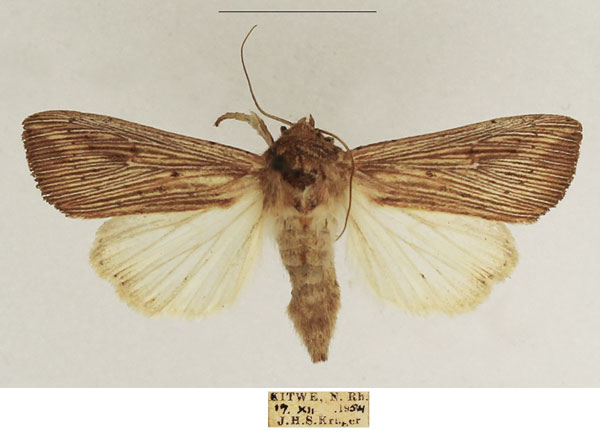 /filer/webapps/moths/media/images/J/joannisi_Leucania_AF_TMSA_01.jpg