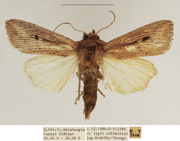 /filer/webapps/moths/media/images/J/joannisi_Leucania_AF_TMSA_02.jpg