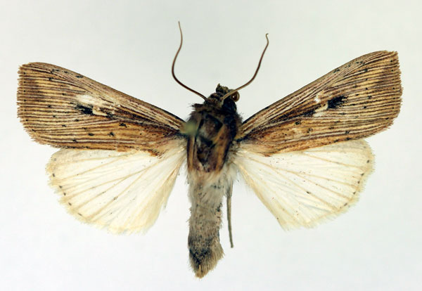 /filer/webapps/moths/media/images/J/joannisi_Leucania_AM_Aulombard.jpg