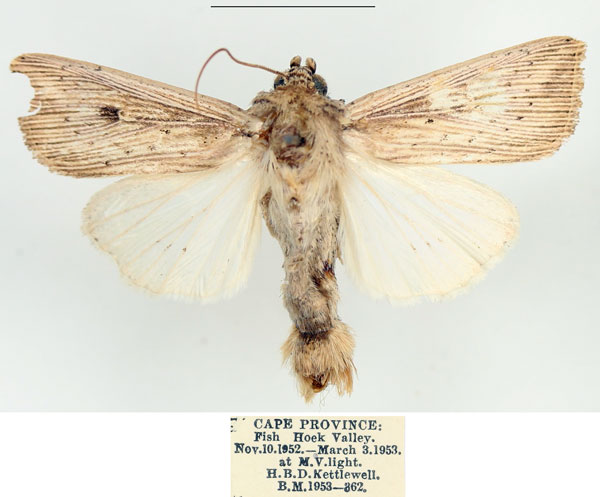 /filer/webapps/moths/media/images/J/joannisi_Leucania_AM_BMNH_01.jpg