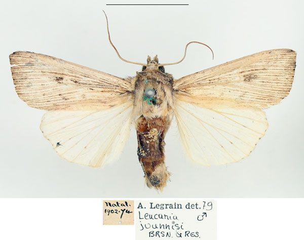 /filer/webapps/moths/media/images/J/joannisi_Leucania_AM_BMNH_02.jpg