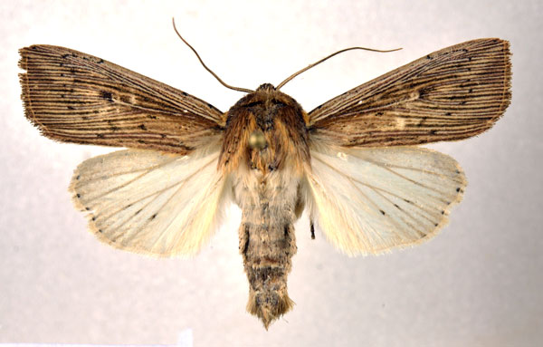 /filer/webapps/moths/media/images/J/joannisi_Leucania_AM_NHMO.jpg