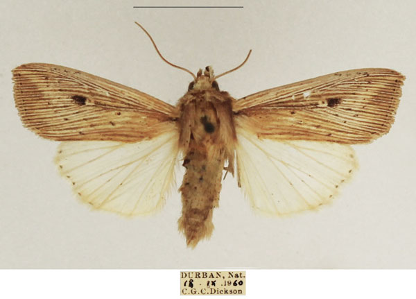 /filer/webapps/moths/media/images/J/joannisi_Leucania_AM_TMSA_01.jpg
