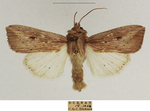 /filer/webapps/moths/media/images/J/joannisi_Leucania_AM_TMSA_02.jpg