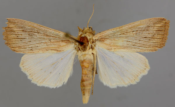/filer/webapps/moths/media/images/J/joannisi_Leucania_A_RMCA_01.jpg