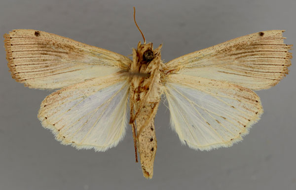 /filer/webapps/moths/media/images/J/joannisi_Leucania_A_RMCA_02.jpg