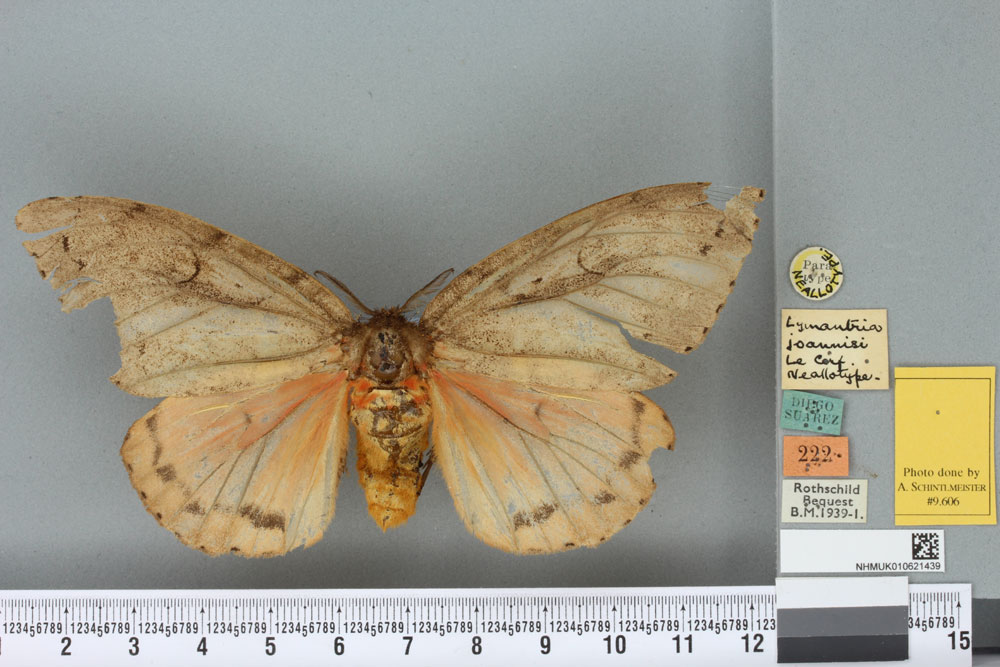 /filer/webapps/moths/media/images/J/joannisi_Lymantria_NAT_BMNHa.jpg
