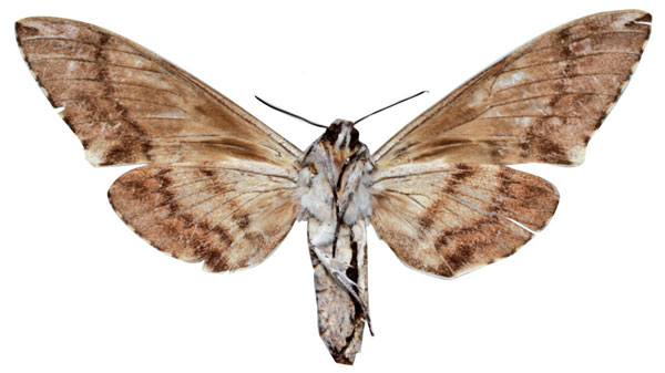 /filer/webapps/moths/media/images/J/joannoui_Macropoliana_AT_SMCRb.jpg