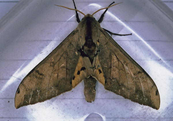 /filer/webapps/moths/media/images/J/joannoui_Pseudoclanis_A_Roland_01.jpg