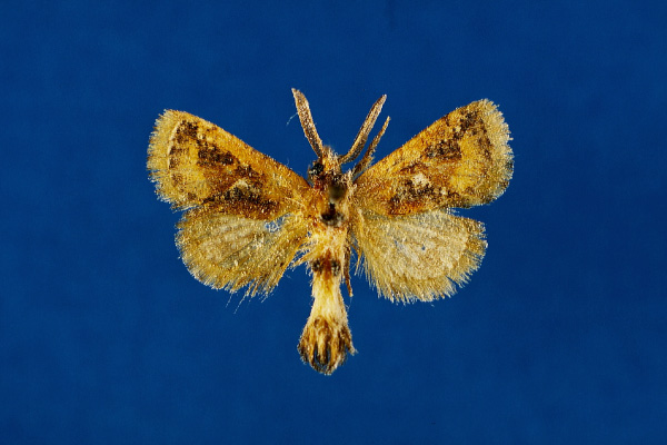 /filer/webapps/moths/media/images/J/joeli_Moyencharia_HT_Lehmann.jpg