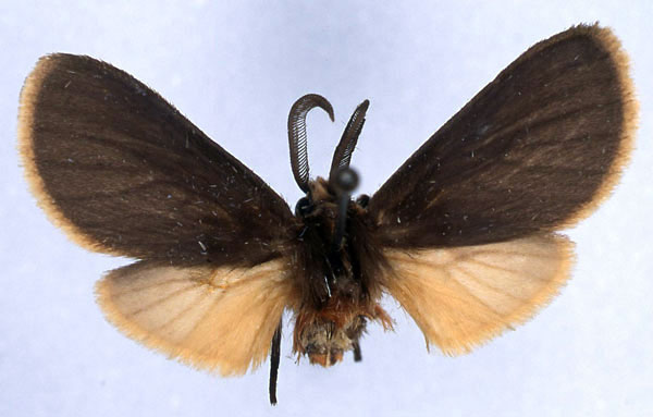 /filer/webapps/moths/media/images/J/johanna_Metarctia_HT_ZSM_01.jpg