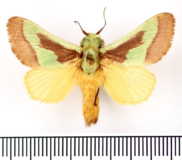 /filer/webapps/moths/media/images/J/johannes_Latoia_AM_BMNH.jpg