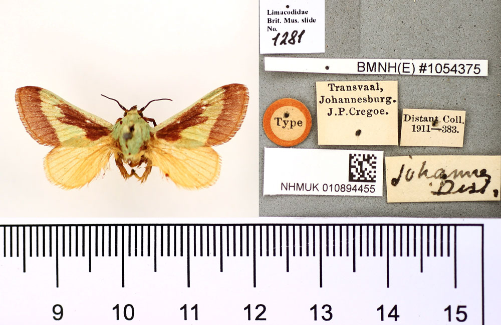 /filer/webapps/moths/media/images/J/johannes_Latoia_HT_BMNH.jpg