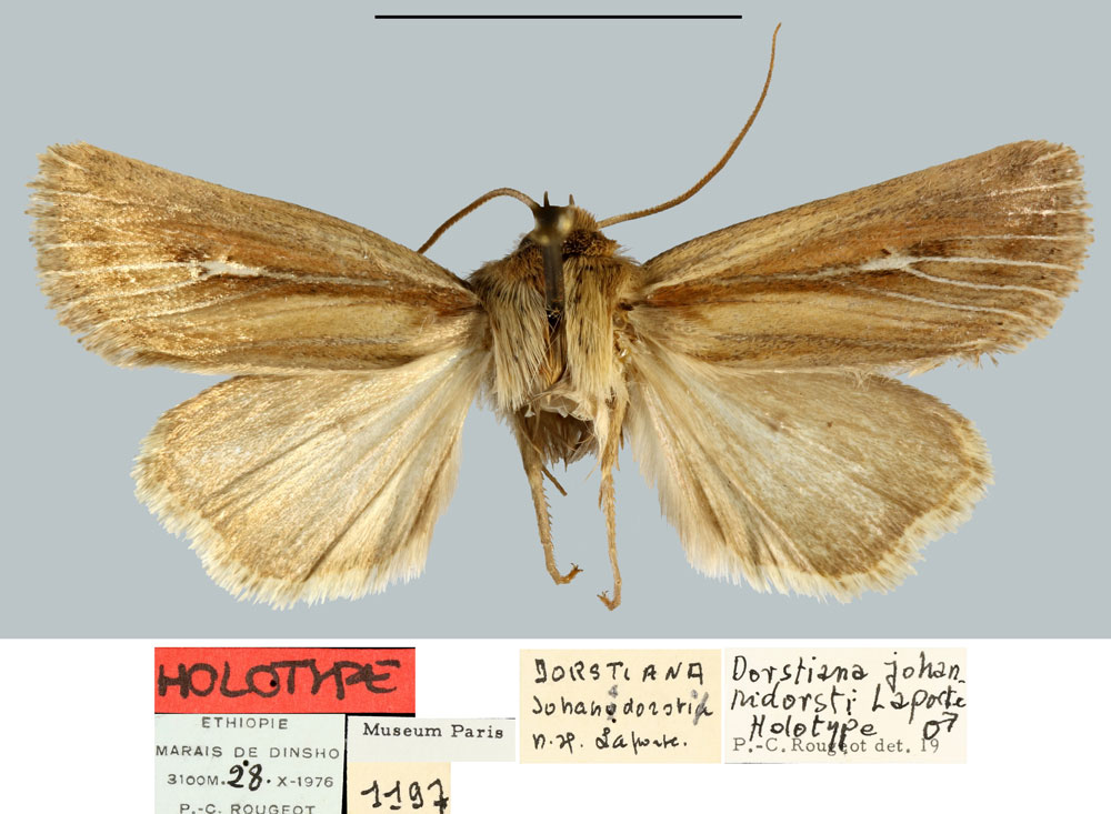 /filer/webapps/moths/media/images/J/johannidorsti_Dorstiana_HT_MNHN.jpg