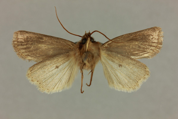/filer/webapps/moths/media/images/J/johannidorsti_Dorstiana_HT_MNHN_02.jpg