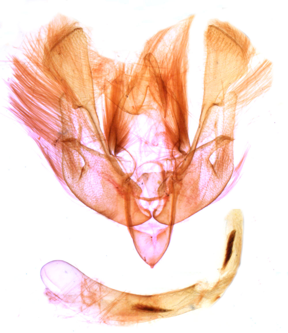 /filer/webapps/moths/media/images/J/johannipetri_Mythimna_GMHT_MNHN_BL1415.jpg