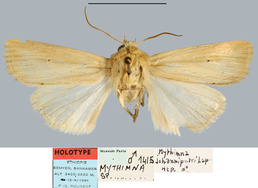 /filer/webapps/moths/media/images/J/johannipetri_Mythimna_HT_MNHN.jpg